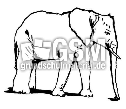 Elefant1.jpg